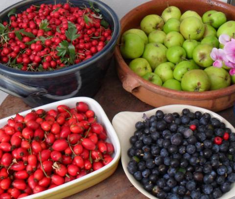 Various Foraged Fruits